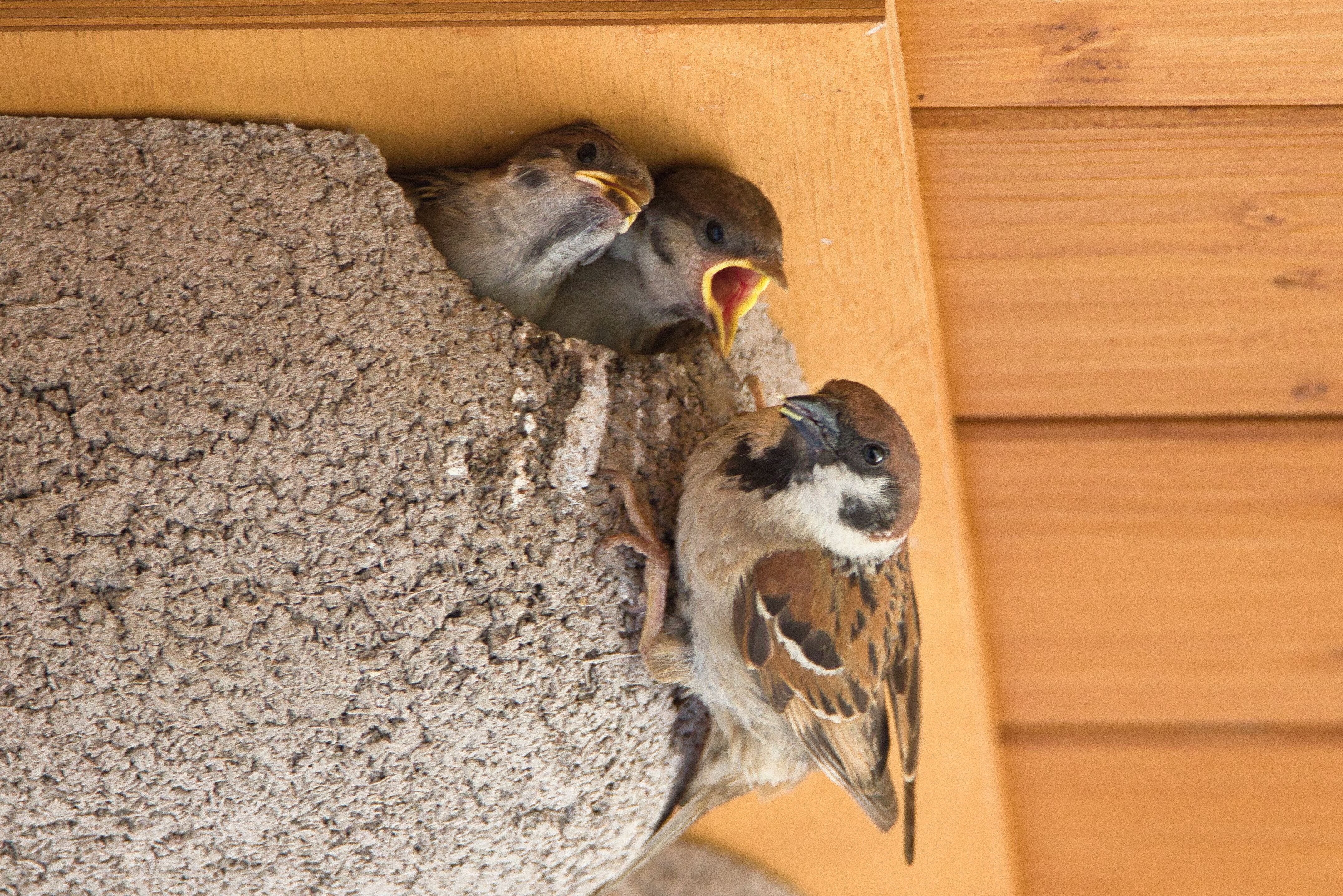 Journée mondiale du moineau